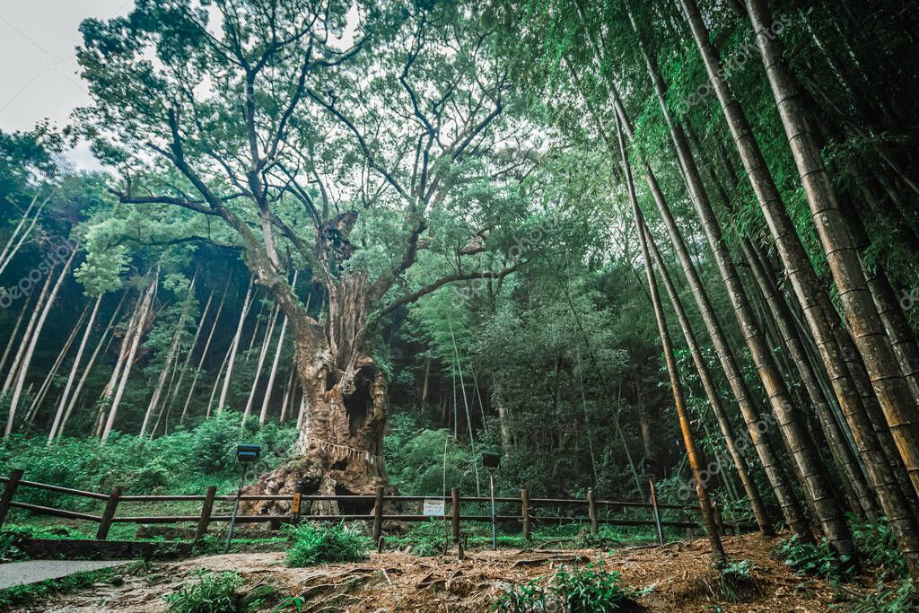 Árbol de alcanfor de 3000 años en el surco de bambú en Takeo, Japón 2023