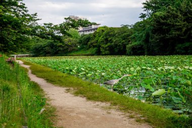 Fukuoka Kalesi kalıntıları, Fukuoka, Japonya 'daki bir göletin sularına bakan büyük bir mavi balıkçıl.