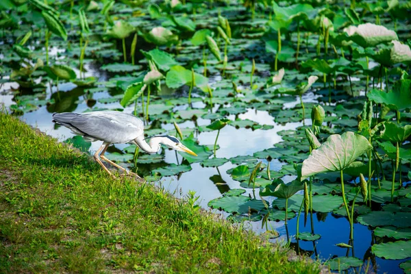 Ein Großer Blauer Reiher Blickt Das Wasser Eines Teiches Bei — Stockfoto