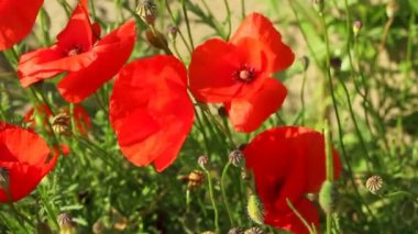 Hafif bir esinti hareketli haşhaş