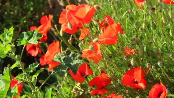 Amapolas moviéndose en una brisa ligera — Vídeo de stock