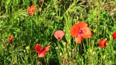 Hafif bir esinti hareketli haşhaş