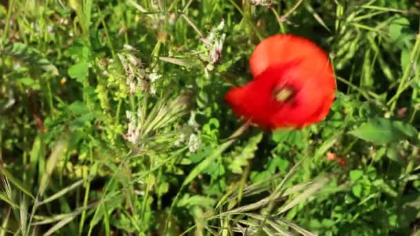 Mohn bewegt sich in einer leichten Brise — Stockvideo