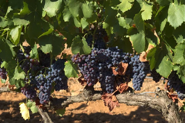 Uvas de vinificación — Foto de Stock