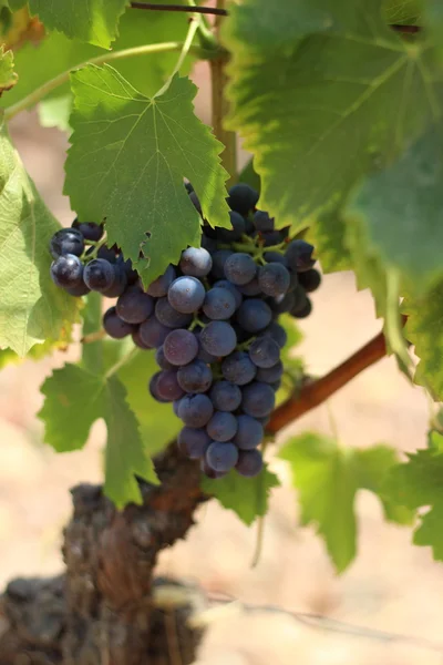 Şarap üzüm — Stok fotoğraf