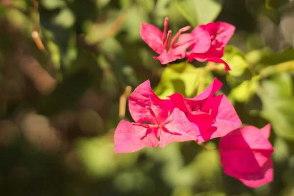 ブーゲンビリアの花 — ストック写真