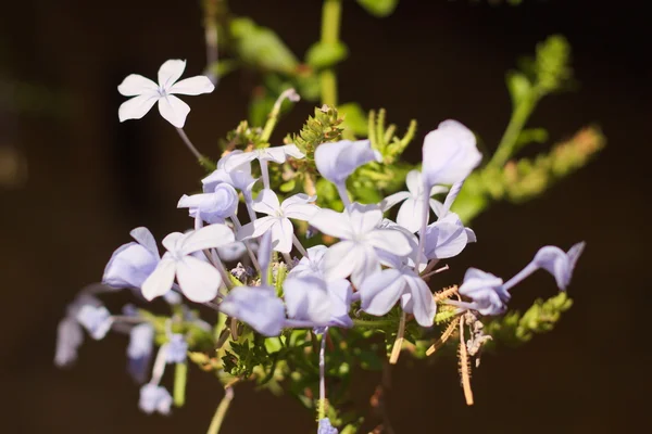 Plumbago bloemen — Stockfoto