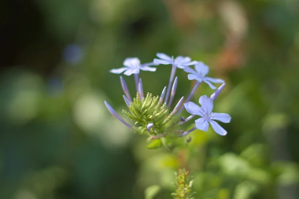 Plumbago bloemen Rechtenvrije Stockfoto's