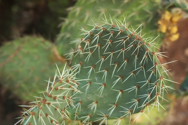 Gren av prickly pear cactus Royaltyfria Stockfoton