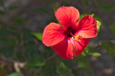 hibiscus çiçeği