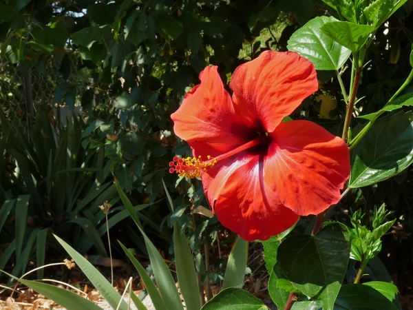 Hibiscus bloem Stockafbeelding