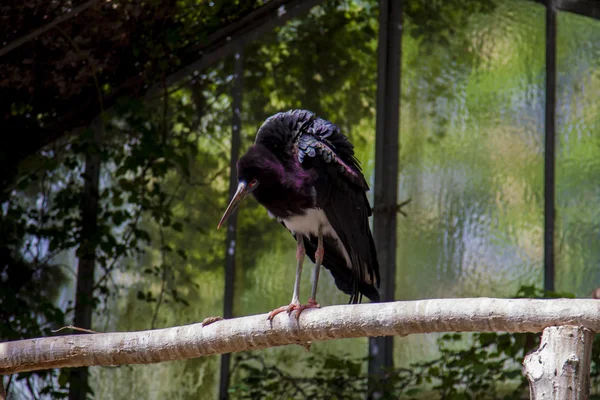 Big black bird with violet head