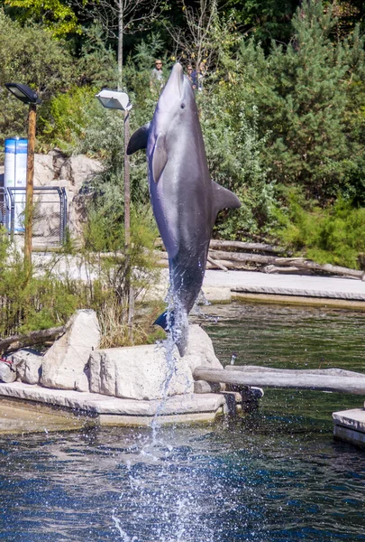 Delfin, Grosser Tuemmler springt aus dem Wasser — Fotografia de Stock