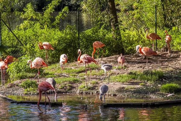 Roter Flamingo im Hayvanat Bahçesi — Stok fotoğraf