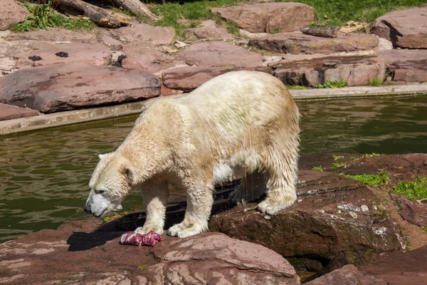 Eisbaer em einem Zoo — Fotografia de Stock