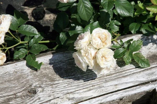 Tarihi pembe gül — Stok fotoğraf