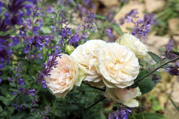 Nostalgic, Historic putih dan merah muda mawar Gr an Aachen — Stok Foto