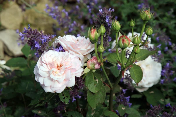 Nostalgico, rosa storica bianca e rosa Gr an Aachen — Foto Stock