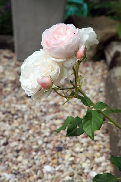 Tarihi pembe gül — Stok fotoğraf