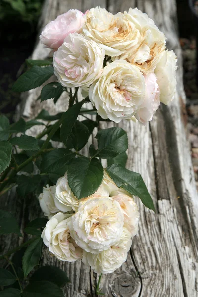 Tarihi pembe gül — Stok fotoğraf