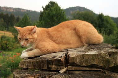 Ginger cat güdük Tarih