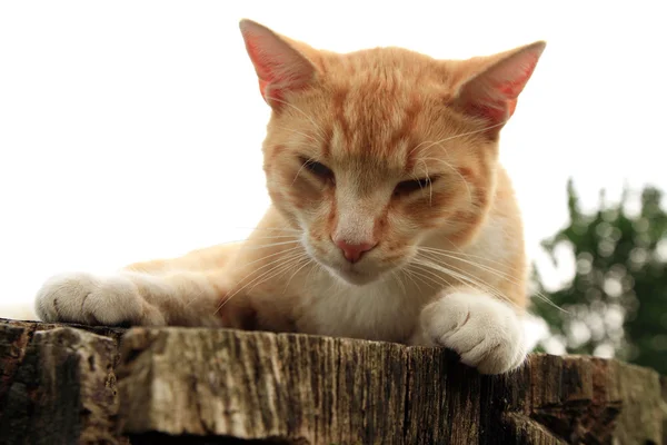 Γάτα τζίντζερ στο κούτσουρο — Φωτογραφία Αρχείου