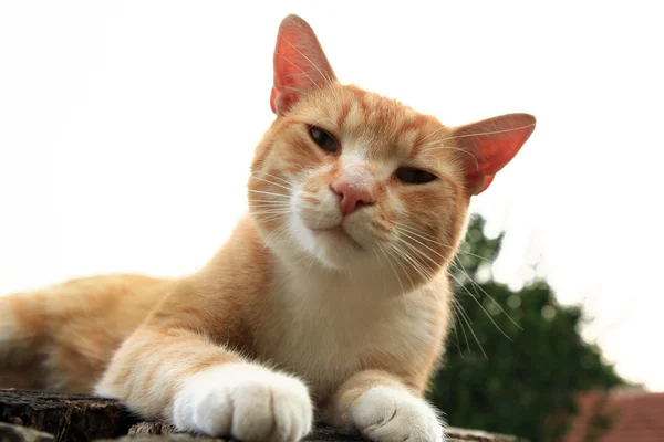 Ginger cat on stump — Stock Photo, Image