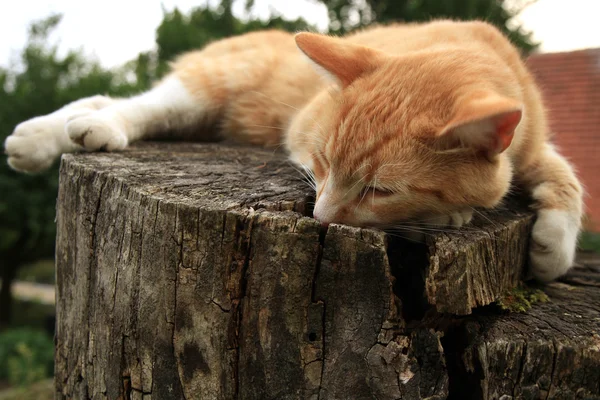 Ginger cat on stump — Stock Photo, Image