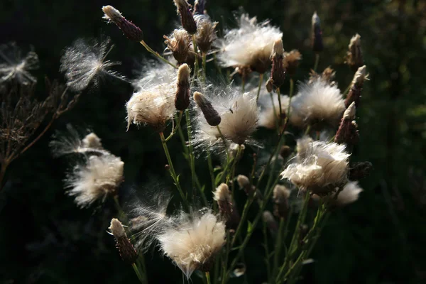 Blühende Distel mit flauschigen Röschen — Stockfoto