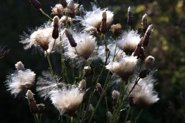 Blooming thistle with fluffy florets — Stock Photo, Image