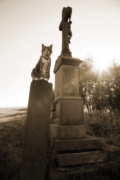Cat and cross — Stock Photo, Image