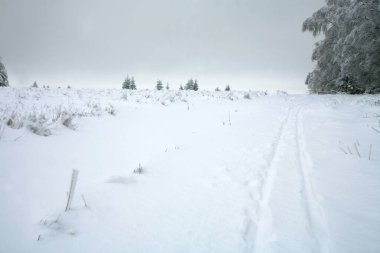 Kros kayağı. Polonya 'daki Stolowe Dağları Ulusal Parkı' nın çayırlarında bulutlu bir kış günü. Nefis donmuş ağaçlar..