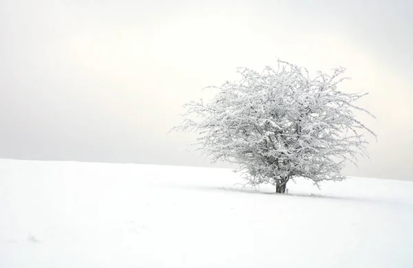 Arbusto Espinheiro Solitário Num Prado Coberto Neve Minimalismo Inverno — Fotografia de Stock