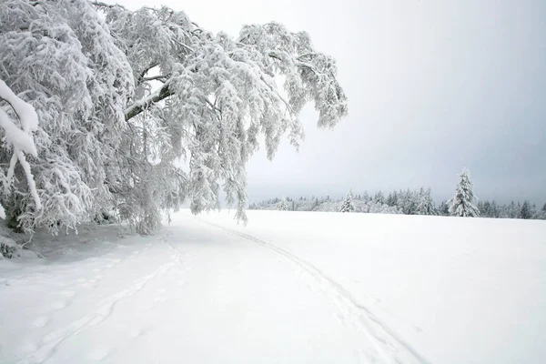 Langlauf Ein Bewölkter Wintertag Auf Den Wiesen Des Nationalparks Stolowe — Stockfoto