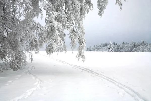 Narciarstwo Biegowe Chmurny Zimowy Dzień Łąkach Parku Narodowego Gór Stołowych — Zdjęcie stockowe
