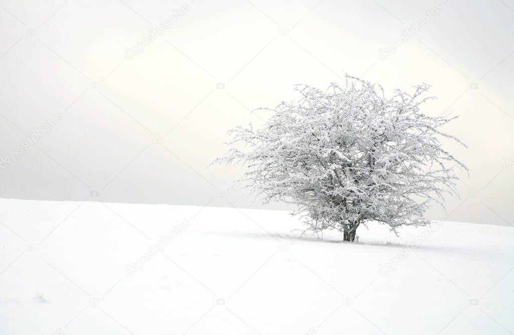 A solitary hawthorn bush in a snow-covered meadow. Winter minimalism.