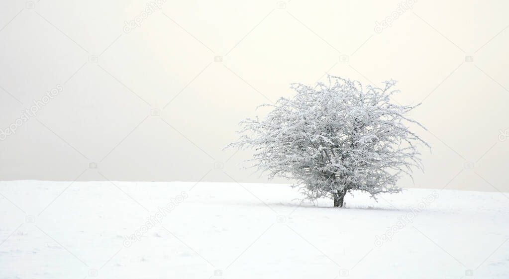 A solitary hawthorn bush in a snow-covered meadow. Winter minimalism.