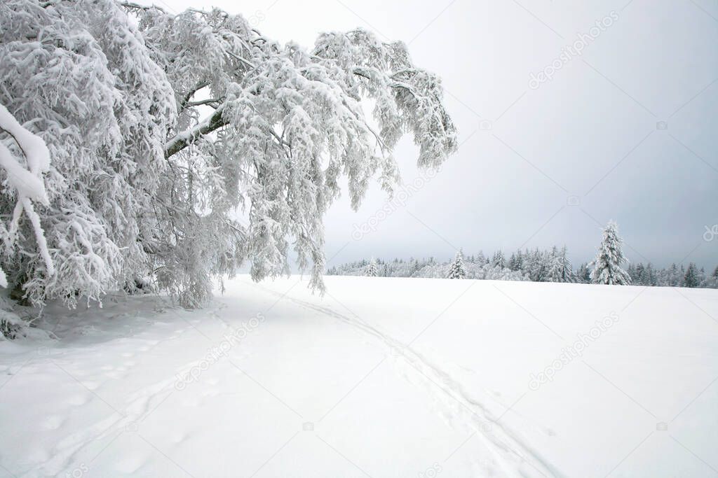 Cross country skiing. A cloudy, winter day in the meadows of the Stolowe Mountains National Park in Poland. Wonderfully frosted trees.