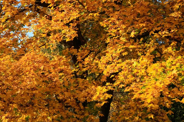 Echte Herbstlandschaft Goldener Ahornbaum Mit Sonnenlicht Auf Sonniger Wiese Stolowe — Stockfoto