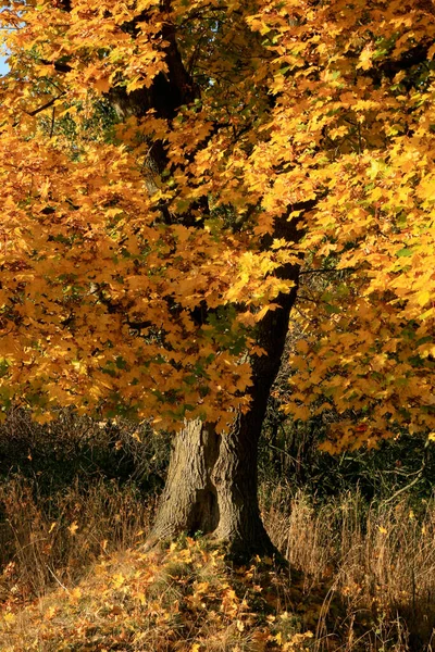 Echte Herbstlandschaft Goldener Ahornbaum Mit Sonnenlicht Auf Sonniger Wiese Stolowe — Stockfoto