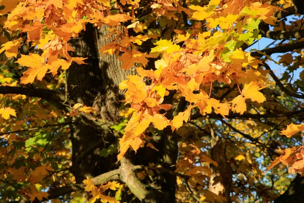 Echte Herbstlandschaft Goldener Ahornbaum Mit Sonnenlicht Auf Sonniger Wiese Stolowe — Stockfoto