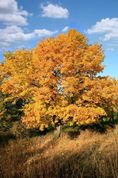 Real Autumn Landscape Golden Maple Tree Sunlight Sunny Meadow Stolowe — Stock Photo, Image