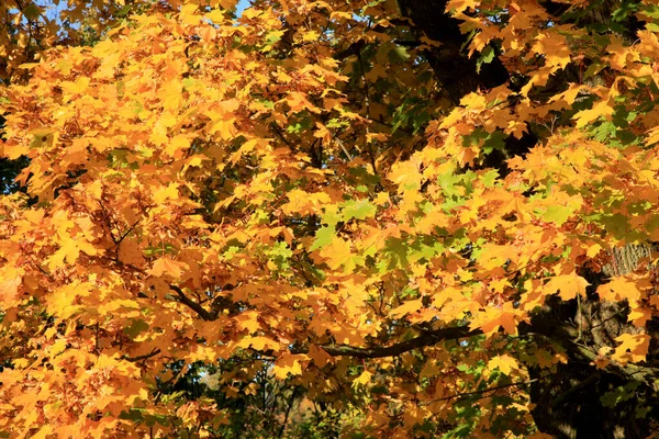 Echte Herbstlandschaft Goldener Ahornbaum Mit Sonnenlicht Auf Sonniger Wiese Stolowe — Stockfoto