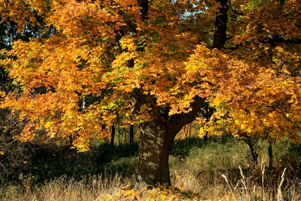 Real Autumn Landscape Golden Maple Tree Sunlight Sunny Meadow Stolowe — Stock Photo, Image