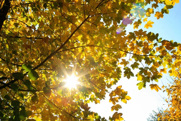 Echte Herbstlandschaft Goldener Ahornbaum Mit Sonnenlicht Auf Sonniger Wiese Stolowe — Stockfoto