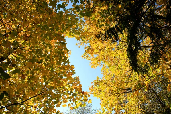 Echte Herbstlandschaft Goldener Ahornbaum Mit Sonnenlicht Auf Sonniger Wiese Stolowe — Stockfoto