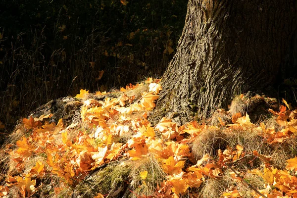 Umgestürztes Herbst Ahornblatt Goldener Herbst Altweibersommer — Stockfoto