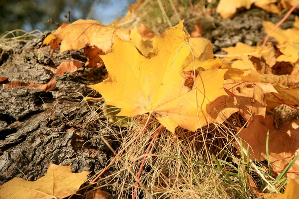 Umgestürztes Herbst Ahornblatt Goldener Herbst Altweibersommer — Stockfoto