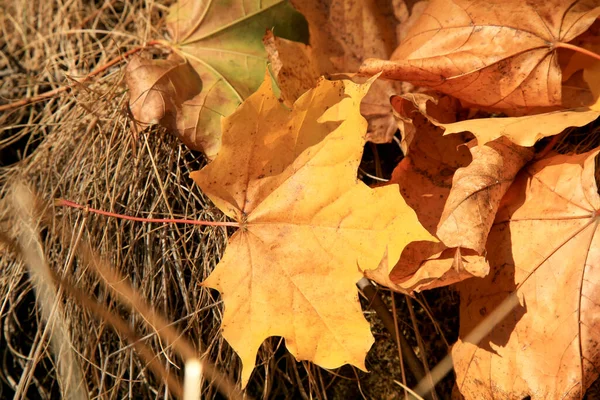 Umgestürztes Herbst Ahornblatt Goldener Herbst Altweibersommer — Stockfoto