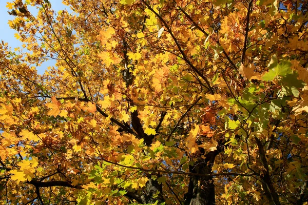 Prawdziwy Jesienny Krajobraz Złoty Klon Światłem Słonecznym Słonecznej Łące Góry — Zdjęcie stockowe